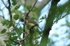 Myioborus brunniceps