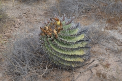 Ferocactus herrerae