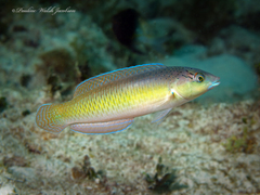Yellowhead Wrasse photo 2