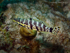 Serranus tigrinus
