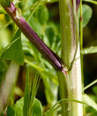 Rhamphospermum arvense