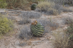 Ferocactus herrerae