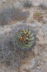 Ferocactus herrerae