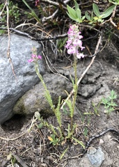 Pedicularis attollens