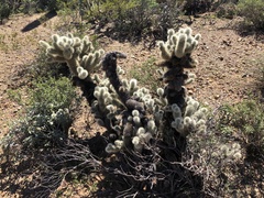 Cylindropuntia bigelovii