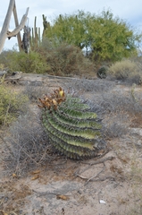 Ferocactus herrerae