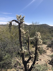 Cylindropuntia bigelovii