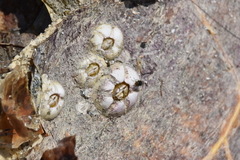 Chelonibia testudinaria