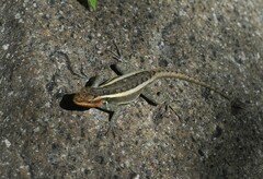 Sceloporus smithi
