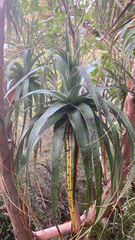 Dracophyllum traversii