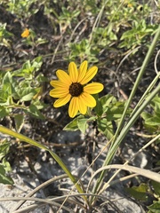 Helianthus debilis