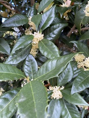 Oleaceae