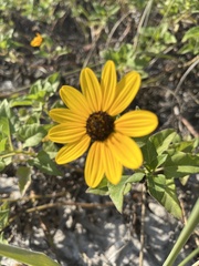 Helianthus debilis