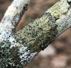 Phaeophyscia