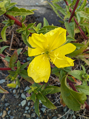 Oenothera elata
