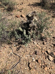 Cylindropuntia bigelovii