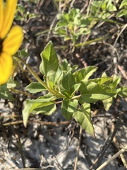 Helianthus debilis