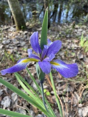 Iris savannarum