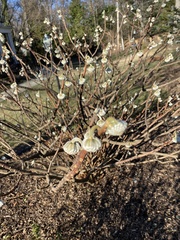 Edgeworthia