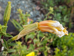 Oenothera elata