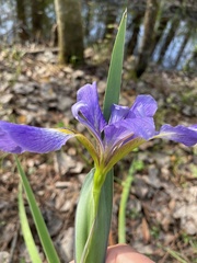 Iris savannarum