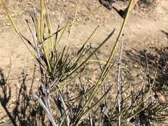 Ephedra trifurca