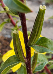 Oenothera elata
