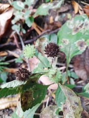 Hyptis capitata