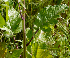 Rhamphospermum arvense