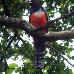 Trogon curucui