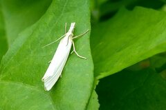 Crambus perlella
