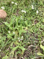 Valerianella