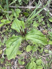 Trillium angustipetalum