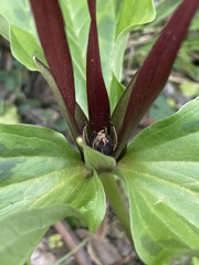 Trillium angustipetalum