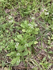 Valerianella