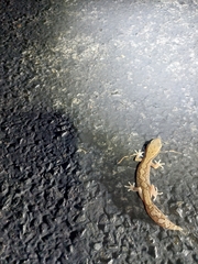 Diplodactylus vittatus