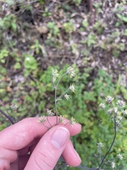 Thalictrum fendleri