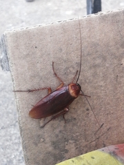 Periplaneta americana