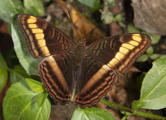 Adelpha tracta