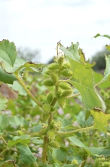 Xanthium strumarium