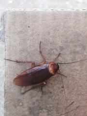 Periplaneta americana