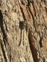 Austroaeschna parvistigma
