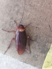 Periplaneta americana