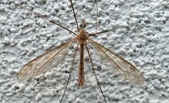 Tipula dietziana