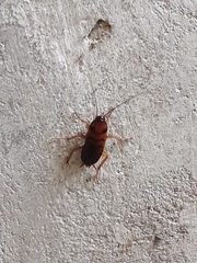 Periplaneta americana