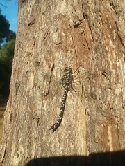 Austroaeschna parvistigma