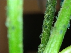 Aphidinae