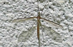 Tipula sayi