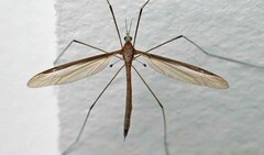 Tipula sayi