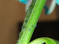 Aphidinae